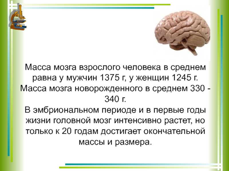 Мозг новорожденного масса