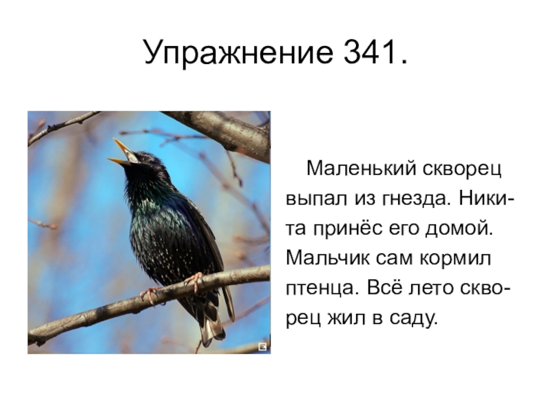 Текст скворцы. Маленький скворец. Скворец выпал. Маленький скворец выпал из гнезда подчеркнуть.