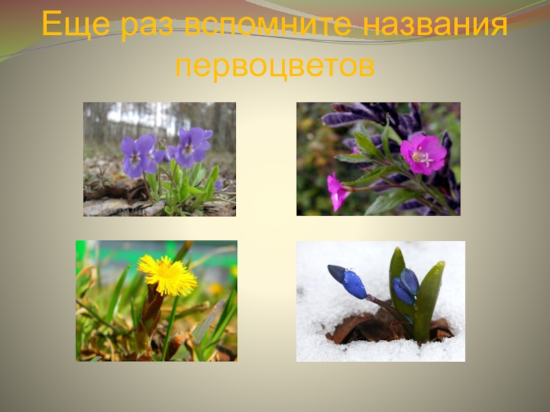 Первоцветы картинки для детей с названиями. Цветы первоцветы названия. Крымские первоцветы названия. Изучение видового разнообразия первоцветов.