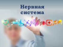 Презентация по биологии на тему Нервная система(8 класс)