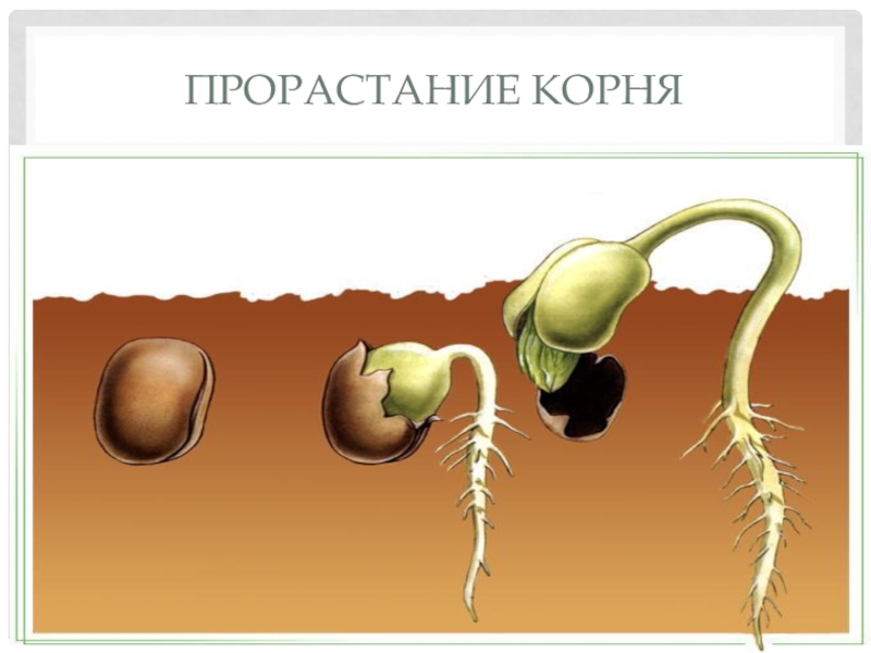 Главный корень у семени. Прорастание корня. Рос и развитие в биологии. Прорастание зерновки. Рост и развитие организма.