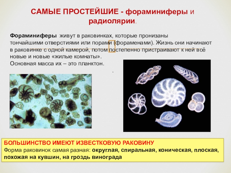 Простейшие фораминиферы. Корненожки фораминиферы. Однокамерные фораминиферы. Фораминиферы биология 7 класс. Фораминиферы одноклеточные.