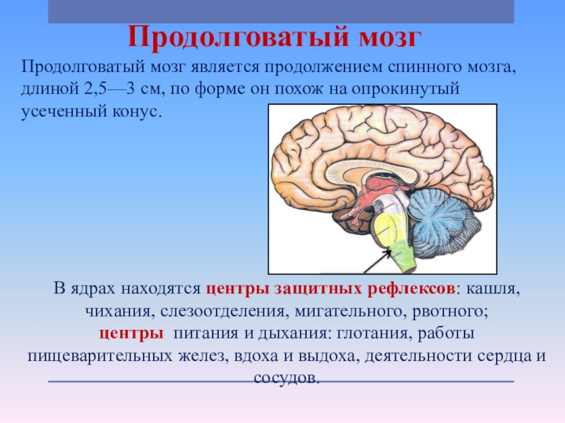 Биология 8 класс головной мозг презентация 8 класс