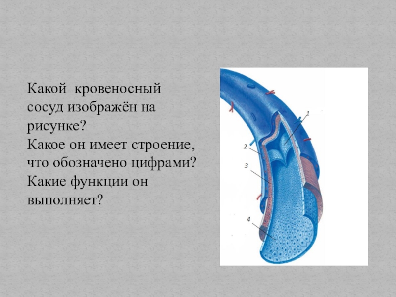 Какой кровеносный сосуд обозначен на рисунке цифрой 4