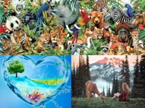 Презентация по географии на тему :Биосфера(7класс)