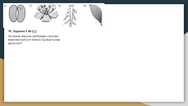 На каком рисунке изображен признак характерный для класса однодольные
