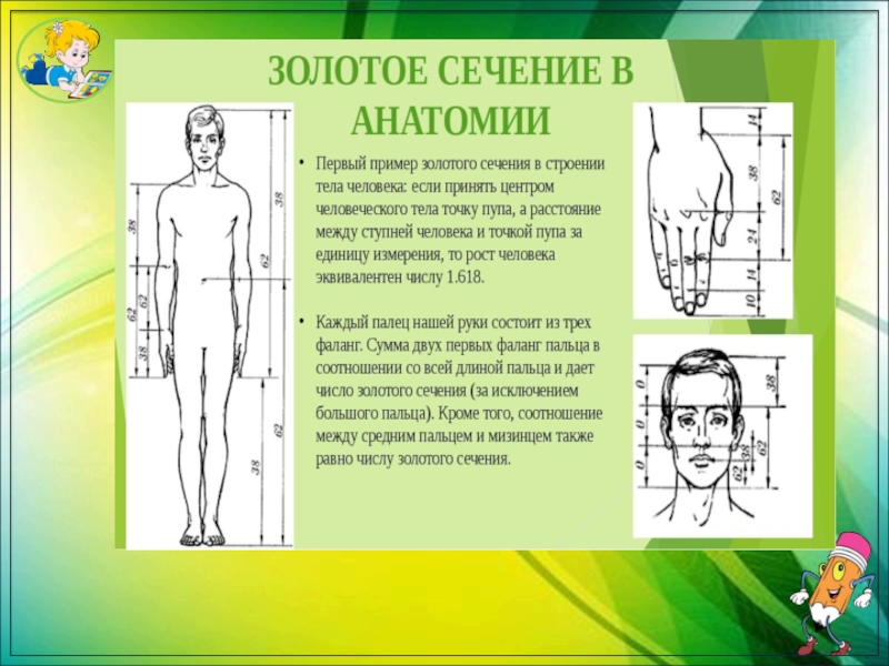 Проект золотое сечение в теле человека