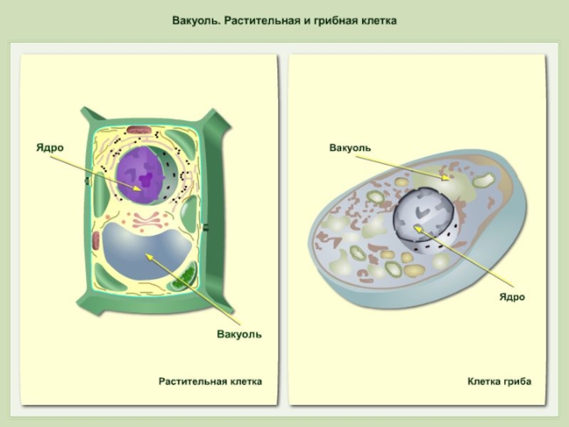 Схема строения клетки грибов