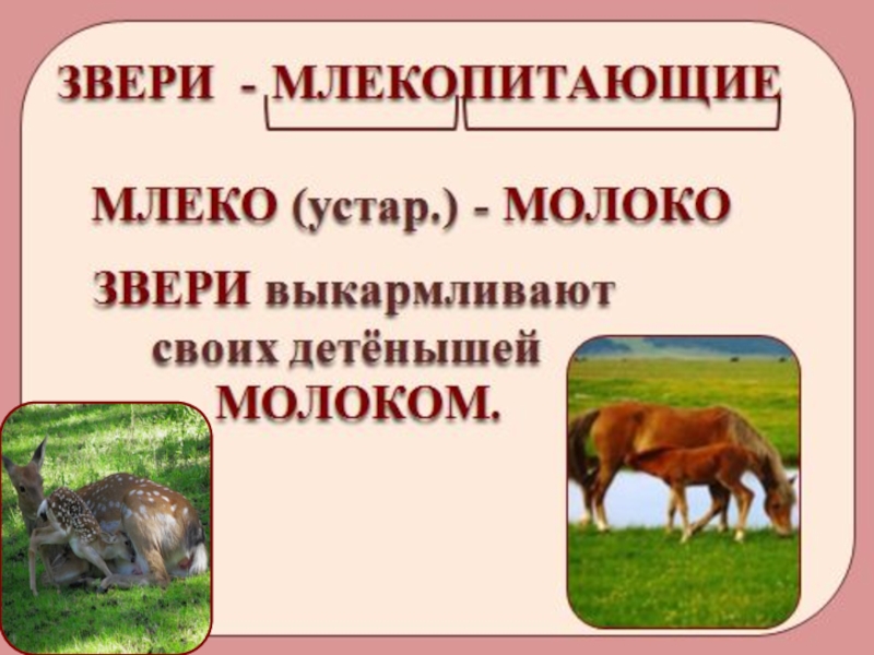 Презентация как живут животные 1 класс школа россии окружающий мир