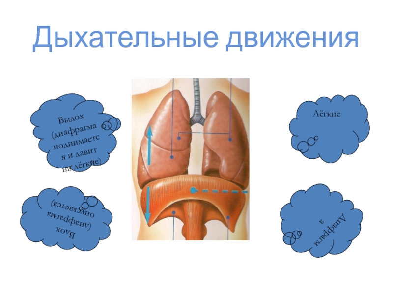 Диафрагма дыхательная система. Диафрагма давит на легкие. Остановка дыхательных движений. Диафрагма давит на легкие что делать. По какой причине при выдохе, кашле диафрагма давит на легкие.