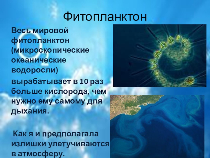 Фитопланктон образуют. Фитопланктон. Планктон фото. Планктон вырабатывает кислород. Планктон водоросли.