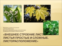 Презентация к уроку биологии Внешнее строение листа