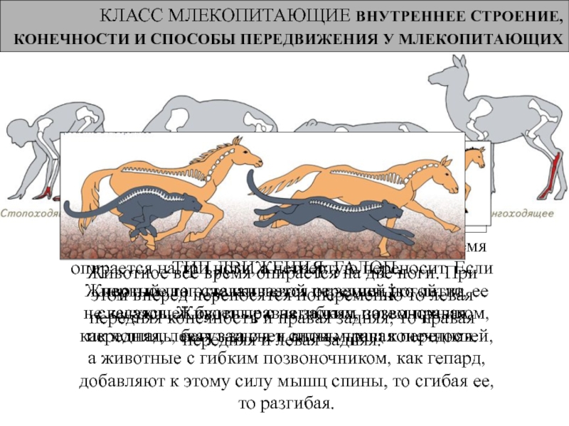 Презентация по биологии внутреннее строение млекопитающих