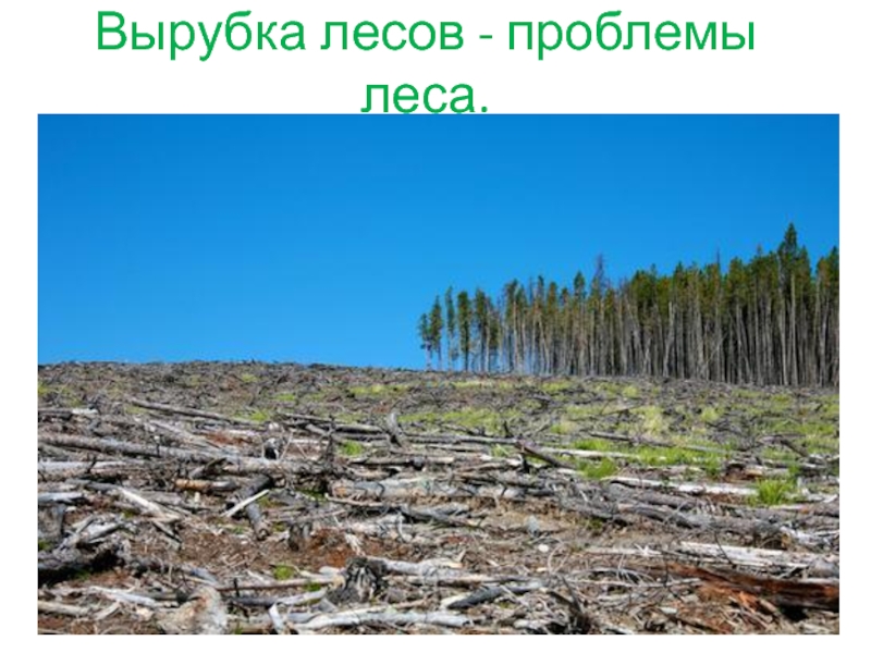 Вырубка лесов - проблемы леса.
