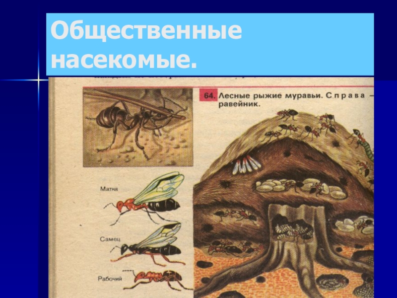 Общественные насекомые. Муравьи общественные насекомые. Общественные насекомые презентация. Представители общественных насекомых.