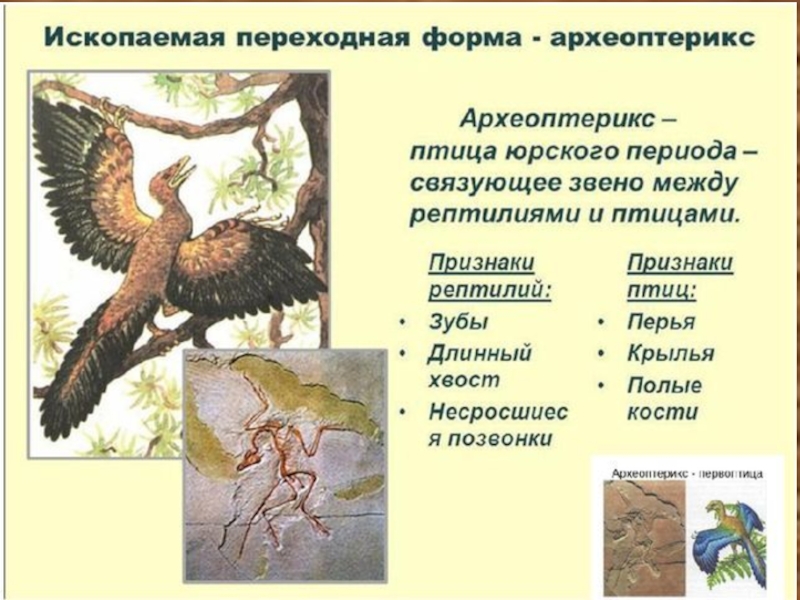 Юрский период биология 9 класс презентация