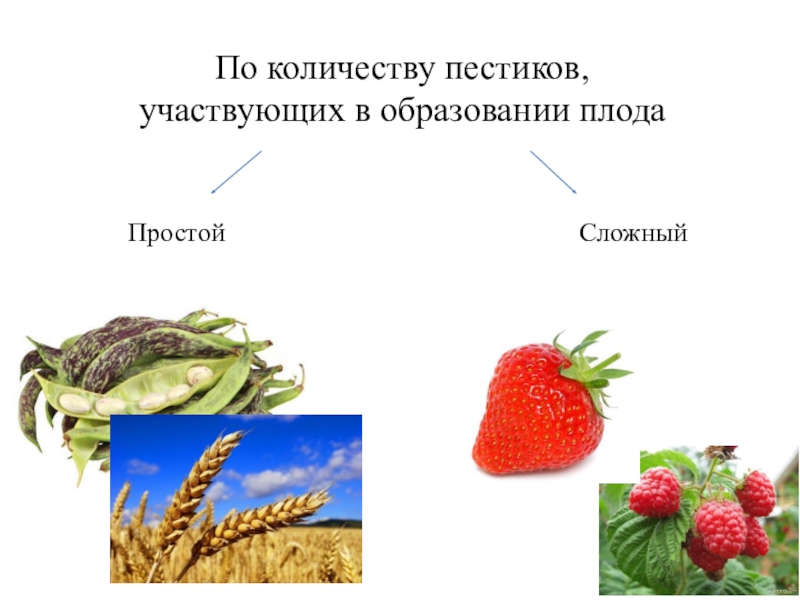 Плод участвует. Простые и сложные плоды 6 класс биология. В образование плода учавствуют. По количеству  пестиков. Простые плоды.