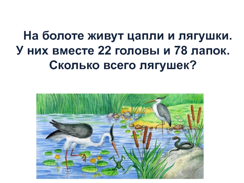 цапля на одной ноге. серая цапля ест лягушку. малайский шерстистошейный аист. на болоте стоит цапля одной лягушка. цапля кваква кубань.