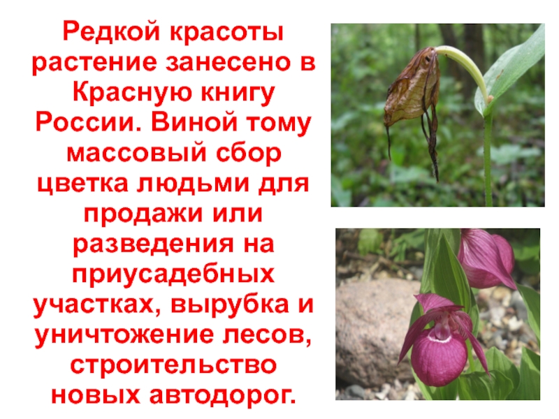 Редкой красоты растение занесено в Красную книгу России. Виной тому массовый сбор цветка людьми для