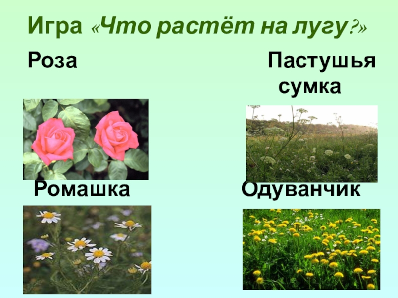 Росла на лугу. Что растет на лугу. Ярусы растений на лугу. Ярусность Луга. Луг ярусность.