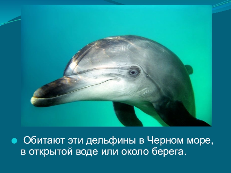 Дельфины черного моря интересные факты