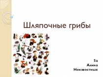 Строение и многообразие грибов