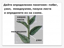 Презентация к уроку Внешнее и внутреннее строение листа