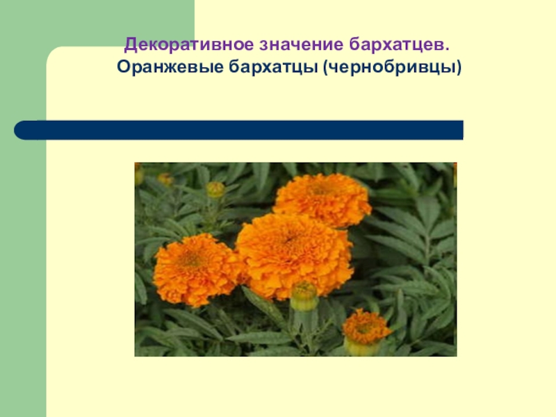 Полезные свойства бархатцев презентация