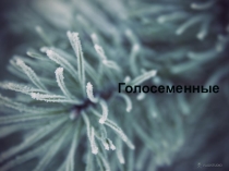 Презентация по биологии растений. Голосеменные растения.