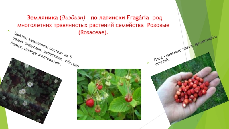розоцветные земляника лесная. земляника описание. околоцветник земляники лесной. земляника название плода. земляника семейство род.