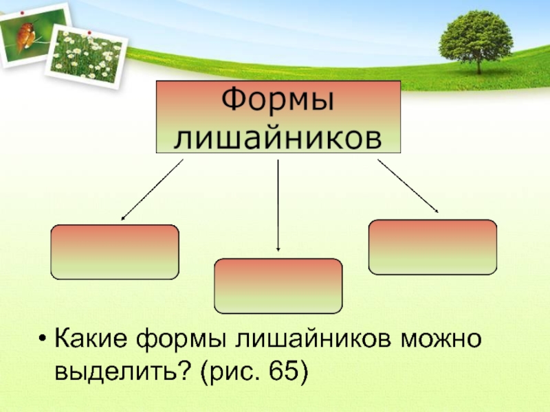 Схема значение лишайников