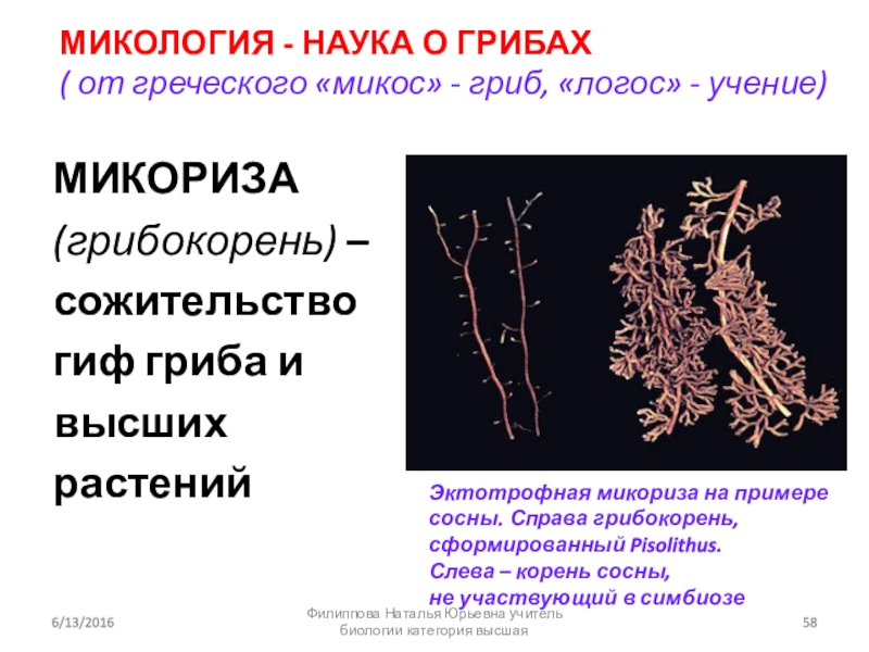 Презентация бактерии грибы лишайники