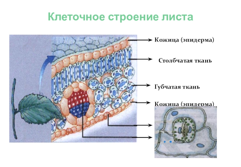 Рисунок внутреннее строение листа биология 6 класс