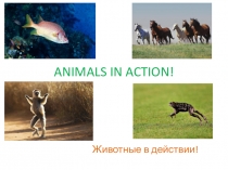 Презентация по английскому языку по теме Animals in action