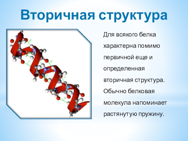 Вторичная структураДля всякого белка характерна помимо первичной еще и определенная вторичная структура. Обычно белковая молекула напоминает растянутую