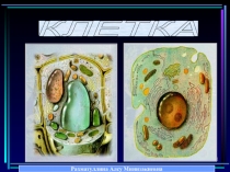 Презентация по биологии по теме  Клетка