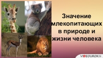 значение млекопитающих
