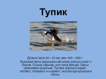 Презентация к дополнительной общеобразовательной программе для детей общеразвивающего типа художественной направленности творческого объединения Калейдоскоп