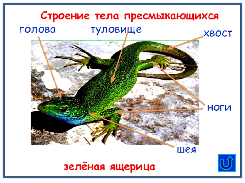 Строение покровов тела у пресмыкающихся. Форма тела пресмыкающихся. Строение тела пресмыкающихся. Шея у пресмыкающиеся. Шея у пресмыкающихся: а) отсутствует;.