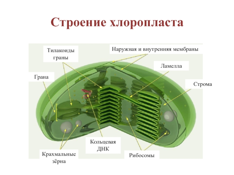 Презентация органоиды клетки 10 класс биология