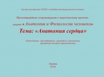 Презентация по анатомии и физиологии человека Анатомия сердца