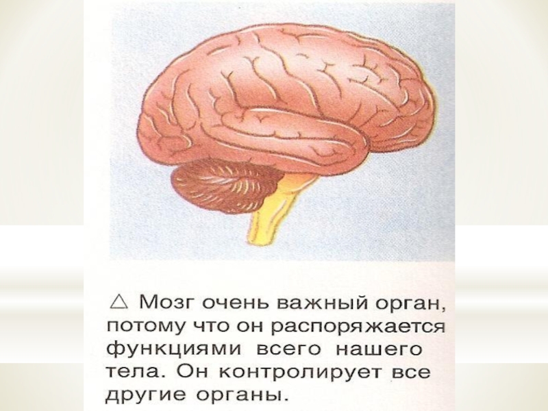 Строение тела человека 2 класс окружающий мир презентация