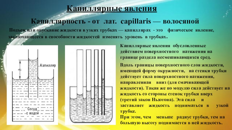 Капиллярные явления в природе презентация