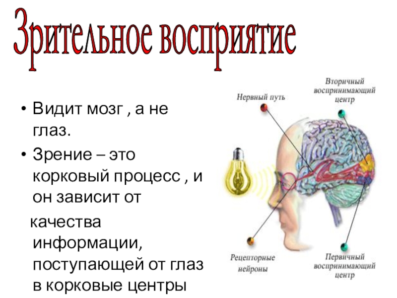 Как видеть мозгом