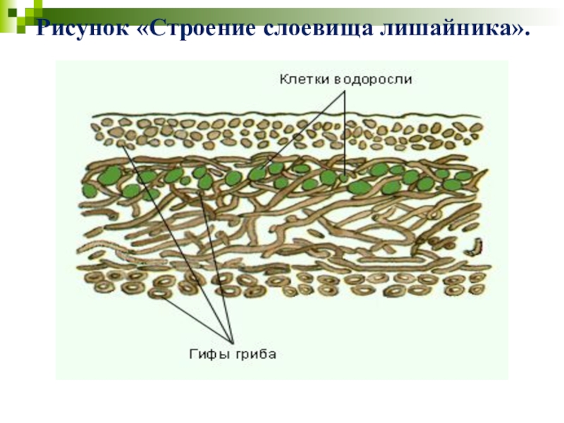 Лишайник картинка егэ