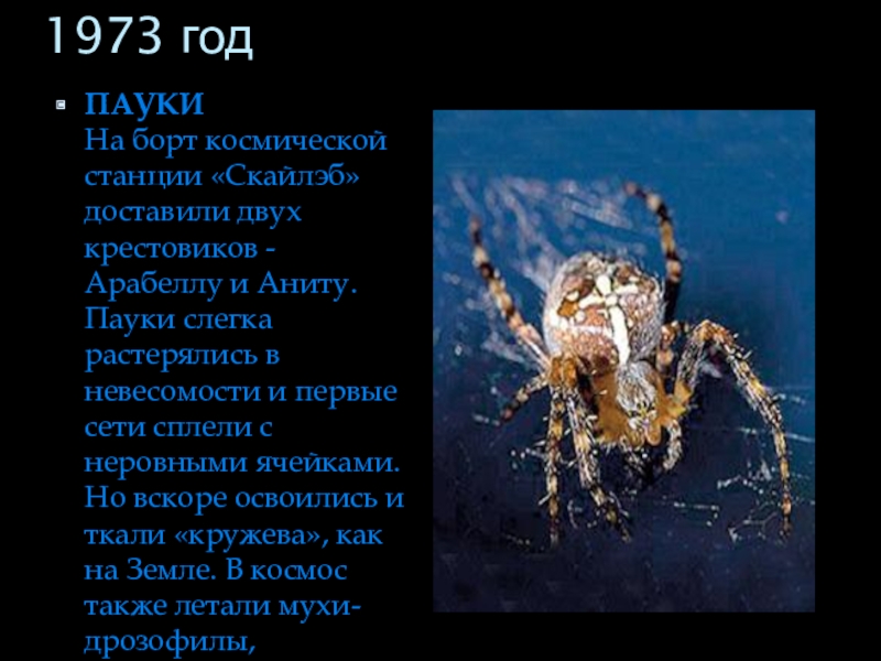 Год паука. Пауки в невесомости. Пауки Анита и Арабелла. Пауки на палубе. Пауки на МКС.