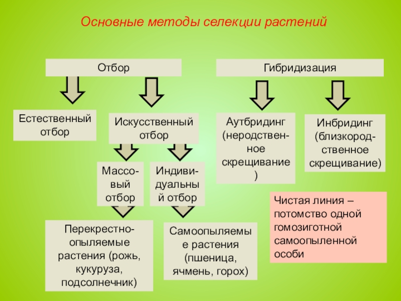 Презентация методы селекции растений и растений