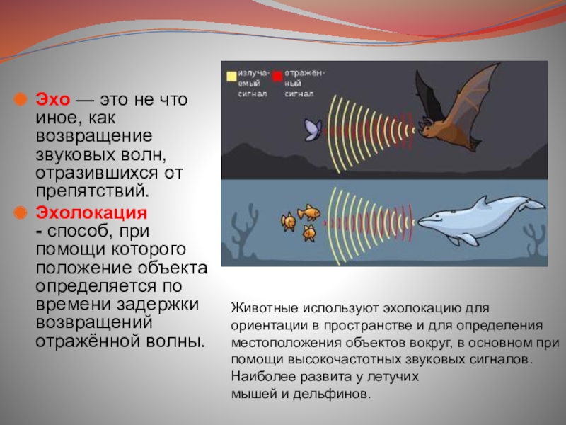 Какие животные обитают в азовском море эхолокации. Ультразвук эхолокация животных. Эхолокация летучих мышей. Эхолокация у млекопитающих. Эхолокация в природе.