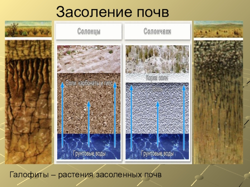 Сильно засоленные почвы россии. Засоление почв. Засоление почв схема. Типы засоления почв. Первичное засоление почв.