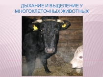 Презентация по биологии на тему Дыхание и выделение у многоклеточных животных